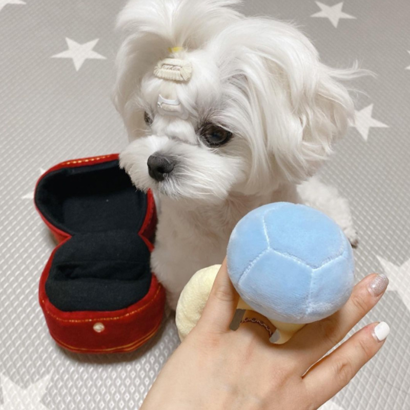 Ring Dog Squeaky Toy