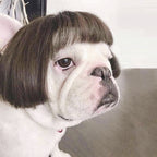 Pet Wigs for Dogs and Cats - Halloween Costumes
