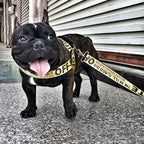 Gold Chain Nylon Dog Collar and Leash Set for Pets