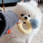Ring Dog Squeaky Toy