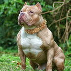 Fashionable Anti-Bite Dog Collar Chain for Protection