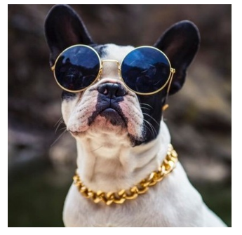 Gold-Plated Necklace for Pet Dogs