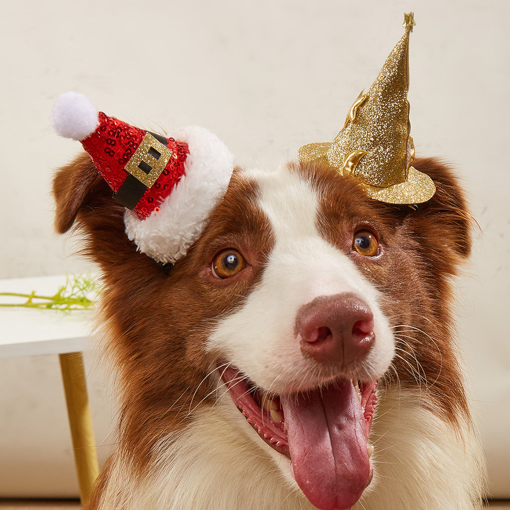 Witch Hat Dog Headdress for Halloween and Christmas